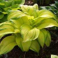 Hosta First Dance