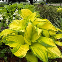 Hosta First Dance