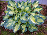 Hosta Golden Meadows