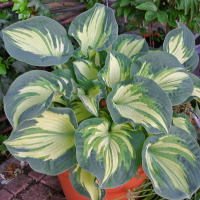 Hosta Golden Meadows