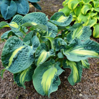 Hosta Golden Meadows
