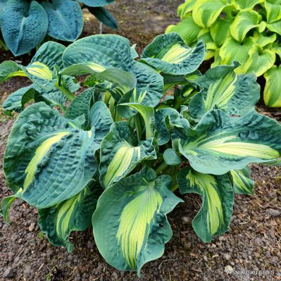 Funkia  Golden Meadows 1szt