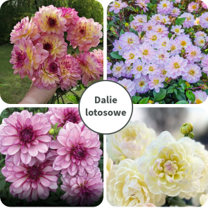 Dalia lotosowa zestaw 4szt