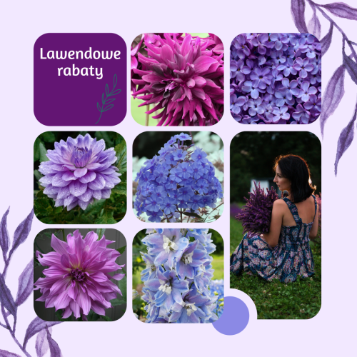 Lawendowe rabaty.png