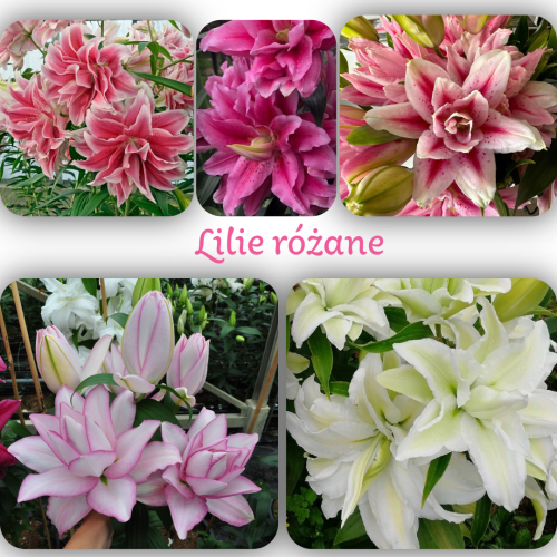 Lilie różane.png