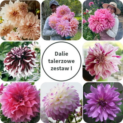 Dalia talerzowa Zestaw I