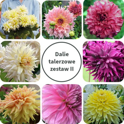 Dalia talerzowa Zestaw II