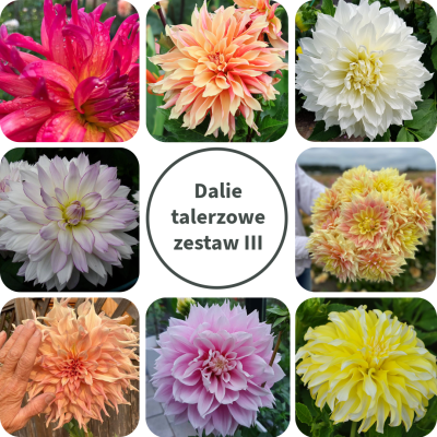 Dalia talerzowa Zestaw III
