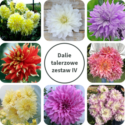 Dalia talerzowa Zestaw IV