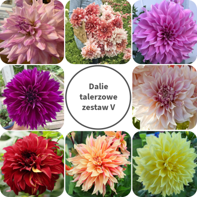 Dalia talerzowa Zestaw V