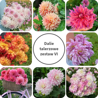 Dalia talerzowa Zestaw VI