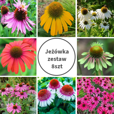 Jeżówka zestaw 8szt