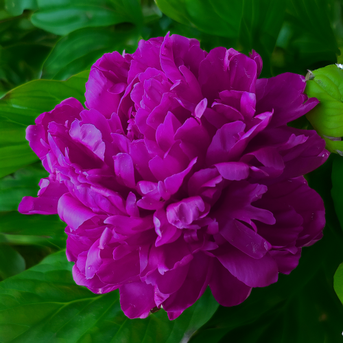 Piwonia Victoire de la Marne