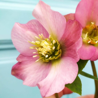 Ciemiernik Pretty Ellen Pink 1szt