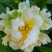 Piwonia Green Lotus