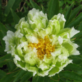 Piwonia Green Lotus