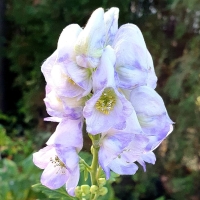 Tojad Bicolor