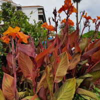 Canna Phasion