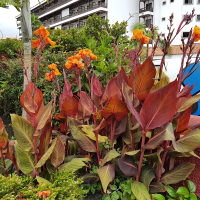 Canna Phasion