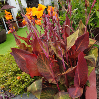 Canna Phasion
