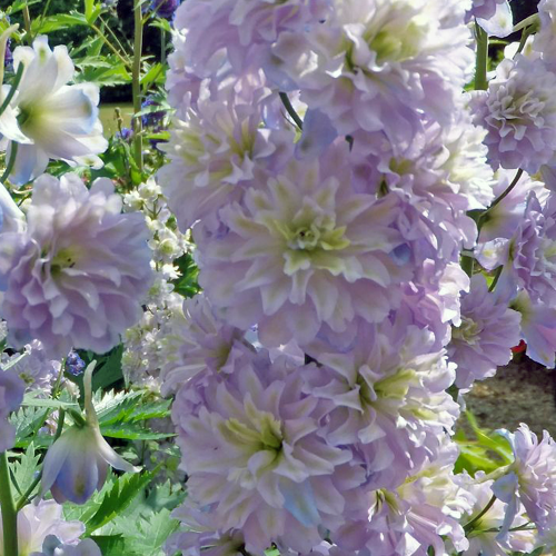 Ostróżka delphinium Highlander Crystal Delight