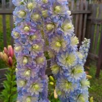 Delphinium ostróżka Highlander Bolero