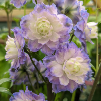 Delphinium ostróżka Highlander Bolero