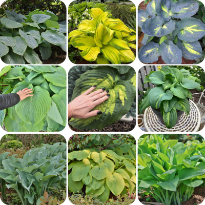 Funkia hosta wielkolistna zestaw 9szt