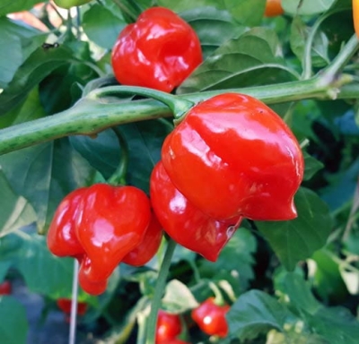 Nasiona papryki Habanero Red Savina ORGANIC
