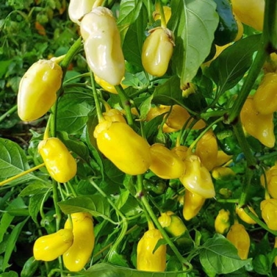 Nasiona papryki 7 Pot Bubble Gum Yellow