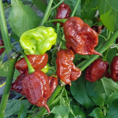 Nasiona papryki Carolina Reaper Brown