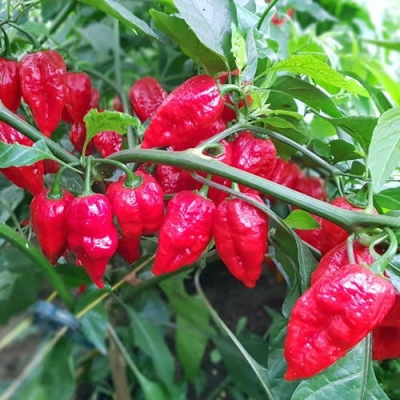 Nasiona papryki Apocalypse Red