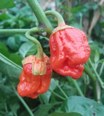 Nasiona papryki 7 Pot Bubble Gum
