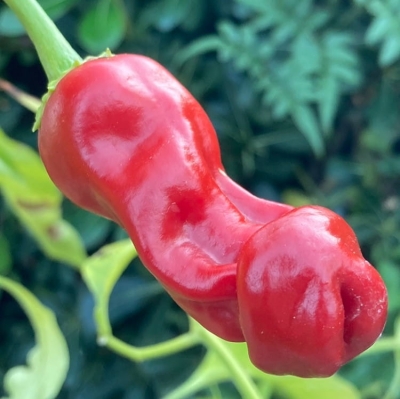 Nasiona papryki Penis Pepper - Paprykofiutki