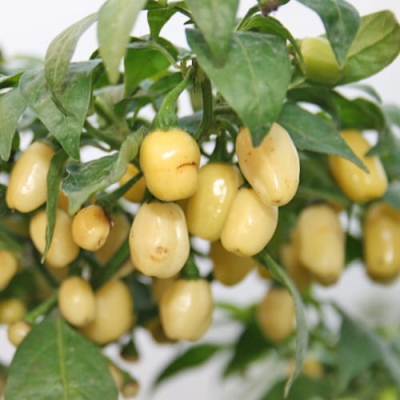 Nasiona papryki Habanero White