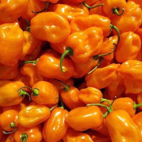 Nasiona papryki Habanero Orange