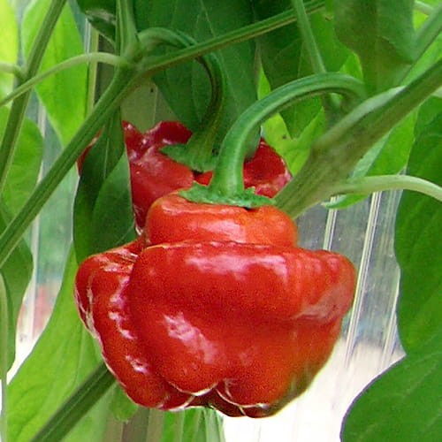 Nasiona papryki Scotch Bonnet