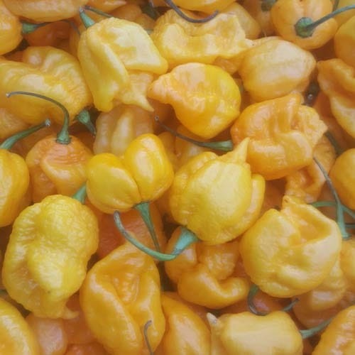 Nasiona papryki Carolina Reaper Yellow