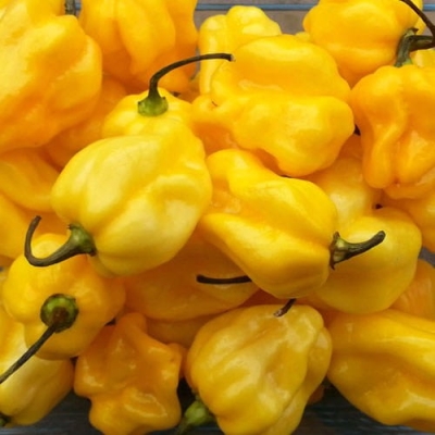 Nasiona papryki Habanero Yellow