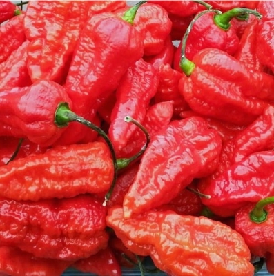 Nasiona papryki Bhut Jolokia