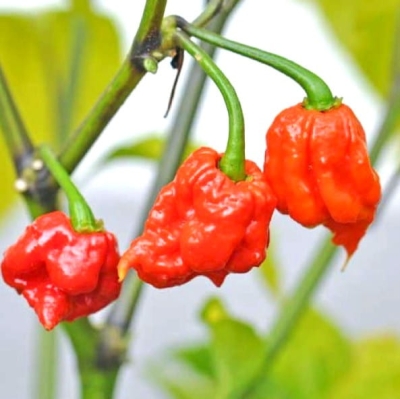Nasiona papryki Carolina Reaper Red ORGANIC