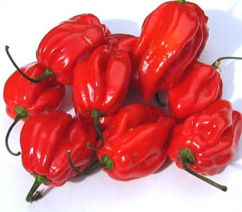 Nasiona papryki Habanero Red