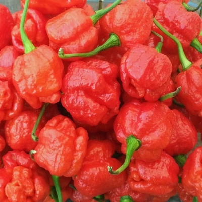 Nasiona papryki Trinidad Moruga Scorpion ORGANIC