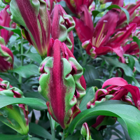 Lilia drzewiasta Tropical Dragon
