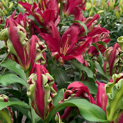 Lilia drzewiasta Tropical Dragon 1szt