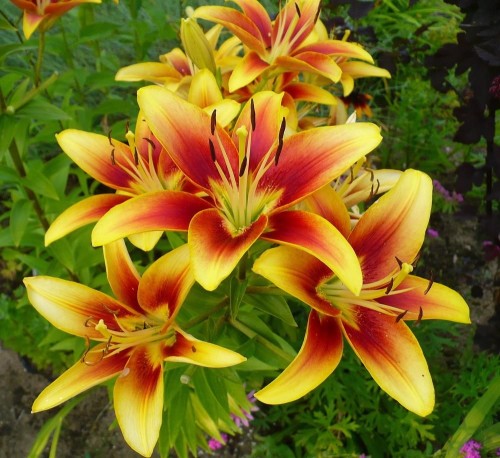 Lilia orientalna Kaveri