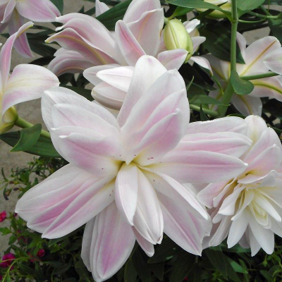Lilia lotosowa Lotus Queen 1szt