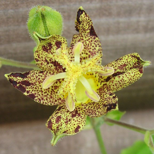 Trójsklepka Golden Festival