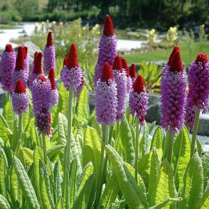 Pierwiosnek Viala 1szt