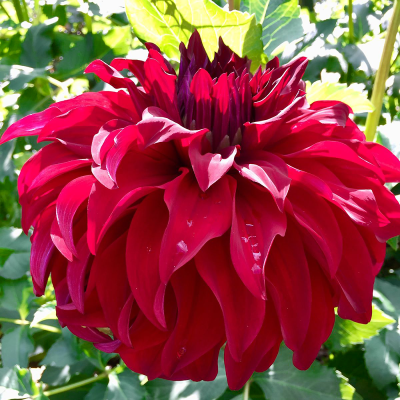 Dalia talerzowa Babylon Red 1szt